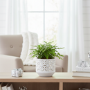 Austral Gem Fern 4 inch plant for sale online, Asplenium dimorphum x difforme, durable fern, easy care houseplant, low maintenance fern, waxy leaf fern, pet friendly plant, beginner fern to grow