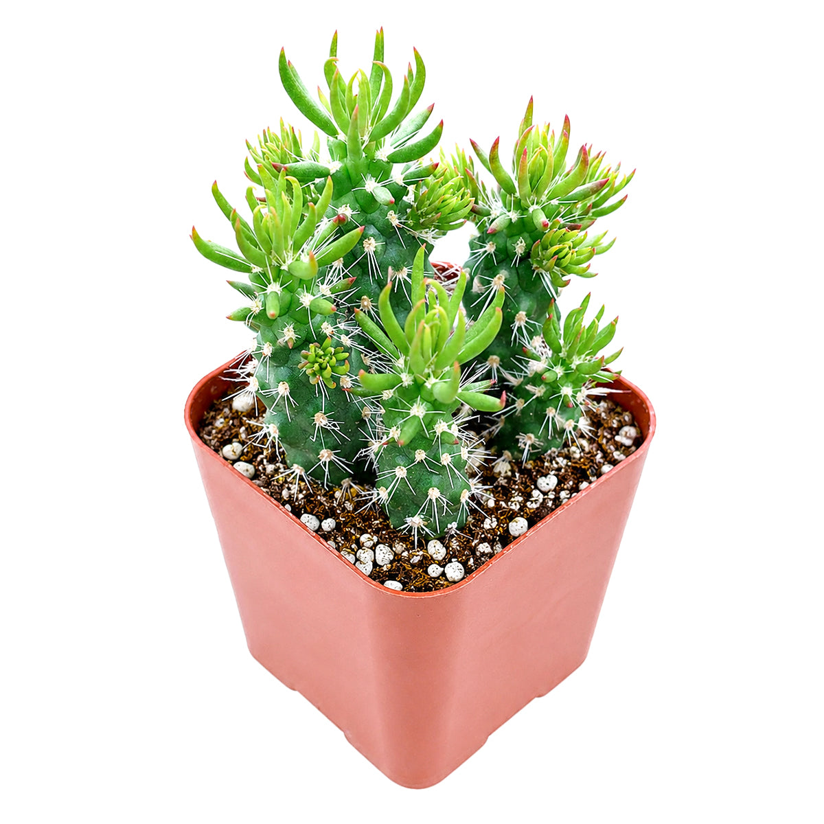buy Austrocylindropuntia cylindrica Cactus live cactus 2 inch online, white modern pot highlighting deep green columnar branching stems, small awl-shaped leaf tips on stem ends, slow-growing and remarkably hardy cactus, tolerates dry indoor air and minimal watering, elegant minimal decor piece for contemporary living spaces, thoughtful gift for succulent lovers and beginners