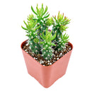 buy Austrocylindropuntia cylindrica Cactus live cactus 2 inch online, white modern pot highlighting deep green columnar branching stems, small awl-shaped leaf tips on stem ends, slow-growing and remarkably hardy cactus, tolerates dry indoor air and minimal watering, elegant minimal decor piece for contemporary living spaces, thoughtful gift for succulent lovers and beginners