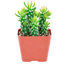buy Austrocylindropuntia cylindrica Cactus live cactus 2 inch online, white modern pot highlighting deep green columnar branching stems, small awl-shaped leaf tips on stem ends, slow-growing and remarkably hardy cactus, tolerates dry indoor air and minimal watering, elegant minimal decor piece for contemporary living spaces, thoughtful gift for succulent lovers and beginners