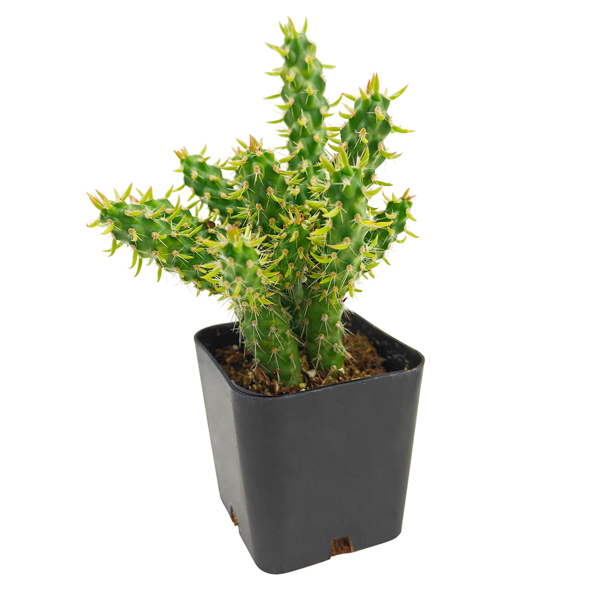 Austrocylindropuntia cylindrica, green succulents, indoor succulents, succulent care guide, buy succulents online