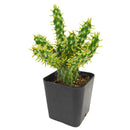 buy Austrocylindropuntia cylindrica Cactus live cactus 2 inch online, white modern pot highlighting deep green columnar branching stems, small awl-shaped leaf tips on stem ends, slow-growing and remarkably hardy cactus, tolerates dry indoor air and minimal watering, elegant minimal decor piece for contemporary living spaces, thoughtful gift for succulent lovers and beginners