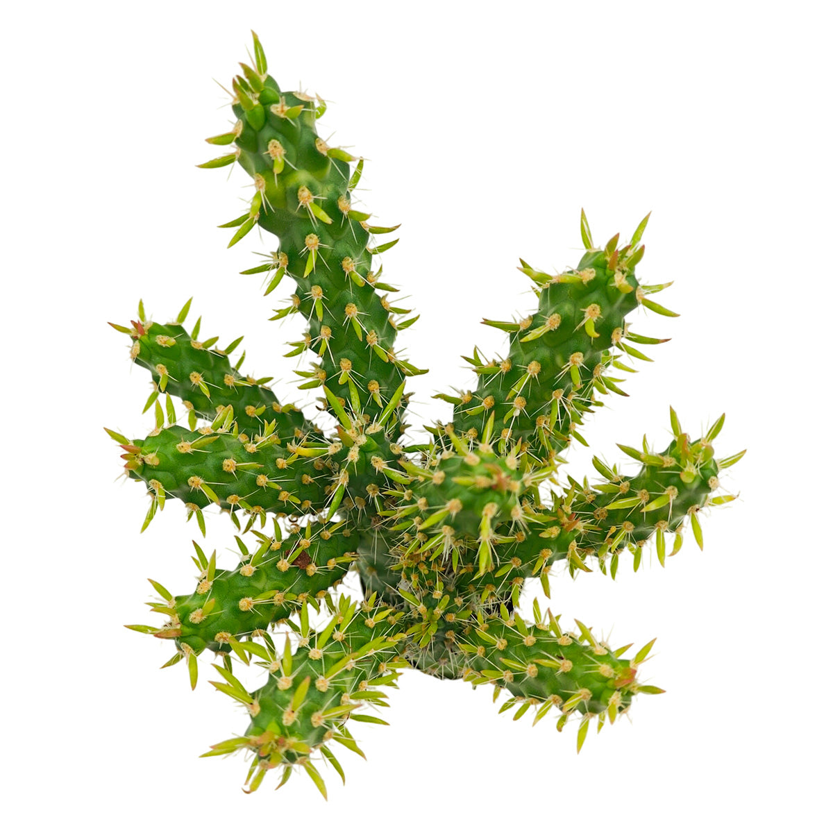buy Austrocylindropuntia cylindrica Cactus live cactus 2 inch online, white modern pot highlighting deep green columnar branching stems, small awl-shaped leaf tips on stem ends, slow-growing and remarkably hardy cactus, tolerates dry indoor air and minimal watering, elegant minimal decor piece for contemporary living spaces, thoughtful gift for succulent lovers and beginners