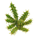 buy Austrocylindropuntia cylindrica Cactus live cactus 2 inch online, white modern pot highlighting deep green columnar branching stems, small awl-shaped leaf tips on stem ends, slow-growing and remarkably hardy cactus, tolerates dry indoor air and minimal watering, elegant minimal decor piece for contemporary living spaces, thoughtful gift for succulent lovers and beginners