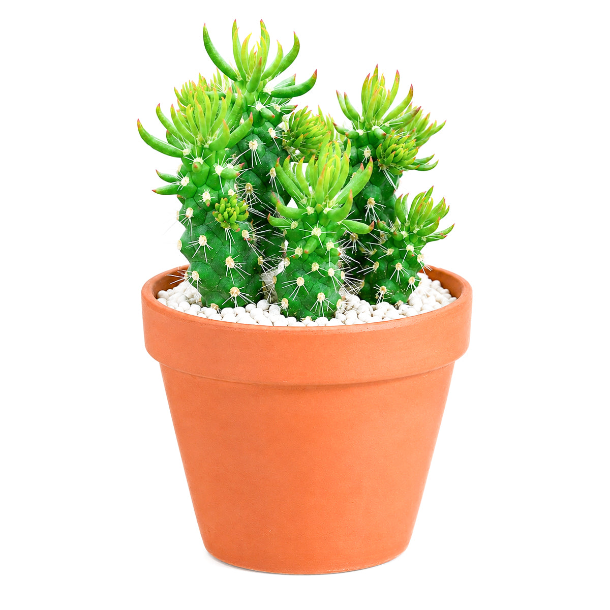 buy Austrocylindropuntia cylindrica Cactus live cactus 2 inch online, white modern pot highlighting deep green columnar branching stems, small awl-shaped leaf tips on stem ends, slow-growing and remarkably hardy cactus, tolerates dry indoor air and minimal watering, elegant minimal decor piece for contemporary living spaces, thoughtful gift for succulent lovers and beginners