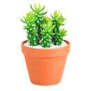 buy Austrocylindropuntia cylindrica Cactus live cactus 2 inch online, white modern pot highlighting deep green columnar branching stems, small awl-shaped leaf tips on stem ends, slow-growing and remarkably hardy cactus, tolerates dry indoor air and minimal watering, elegant minimal decor piece for contemporary living spaces, thoughtful gift for succulent lovers and beginners