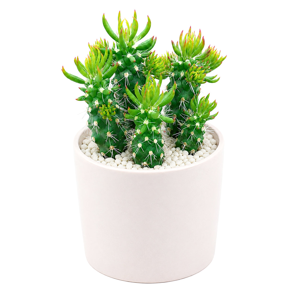 buy Austrocylindropuntia cylindrica Cactus live cactus 2 inch online, white modern pot highlighting deep green columnar branching stems, small awl-shaped leaf tips on stem ends, slow-growing and remarkably hardy cactus, tolerates dry indoor air and minimal watering, elegant minimal decor piece for contemporary living spaces, thoughtful gift for succulent lovers and beginners