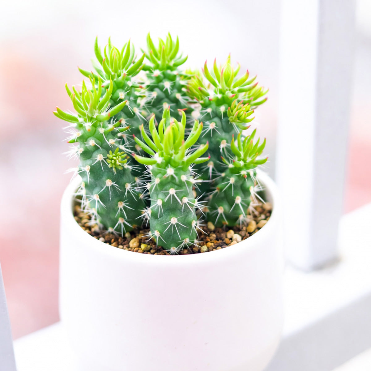 Austrocylindropuntia cylindrica, green succulents, indoor succulents, succulent care guide, buy succulents online