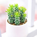 Austrocylindropuntia cylindrica, green succulents, indoor succulents, succulent care guide, buy succulents online