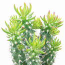 Austrocylindropuntia cylindrica, green succulents, indoor succulents, succulent care guide, buy succulents online