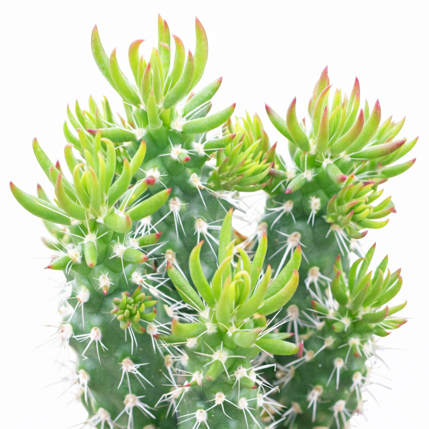 2 inch Austrocylindropuntia cylindrica, green succulents, indoor succulents, succulent care guide, buy succulents online