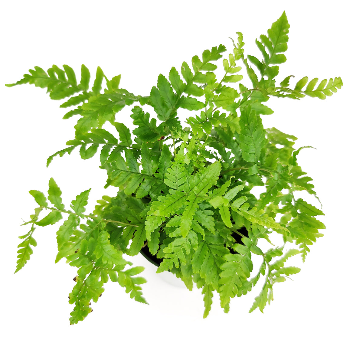Autumn Fern, Dryopteris erythrosora, Japanese Shield Fern, Colorful Foliage Houseplants, Seasonal Ferns, Shady Houseplants, easy to care houseplant, low-maintenance houseplants