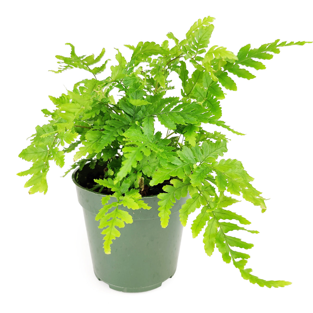 Autumn Fern, Dryopteris erythrosora, Japanese Shield Fern, Colorful Foliage Houseplants, Seasonal Ferns, Shady Houseplants, pest-free houseplant