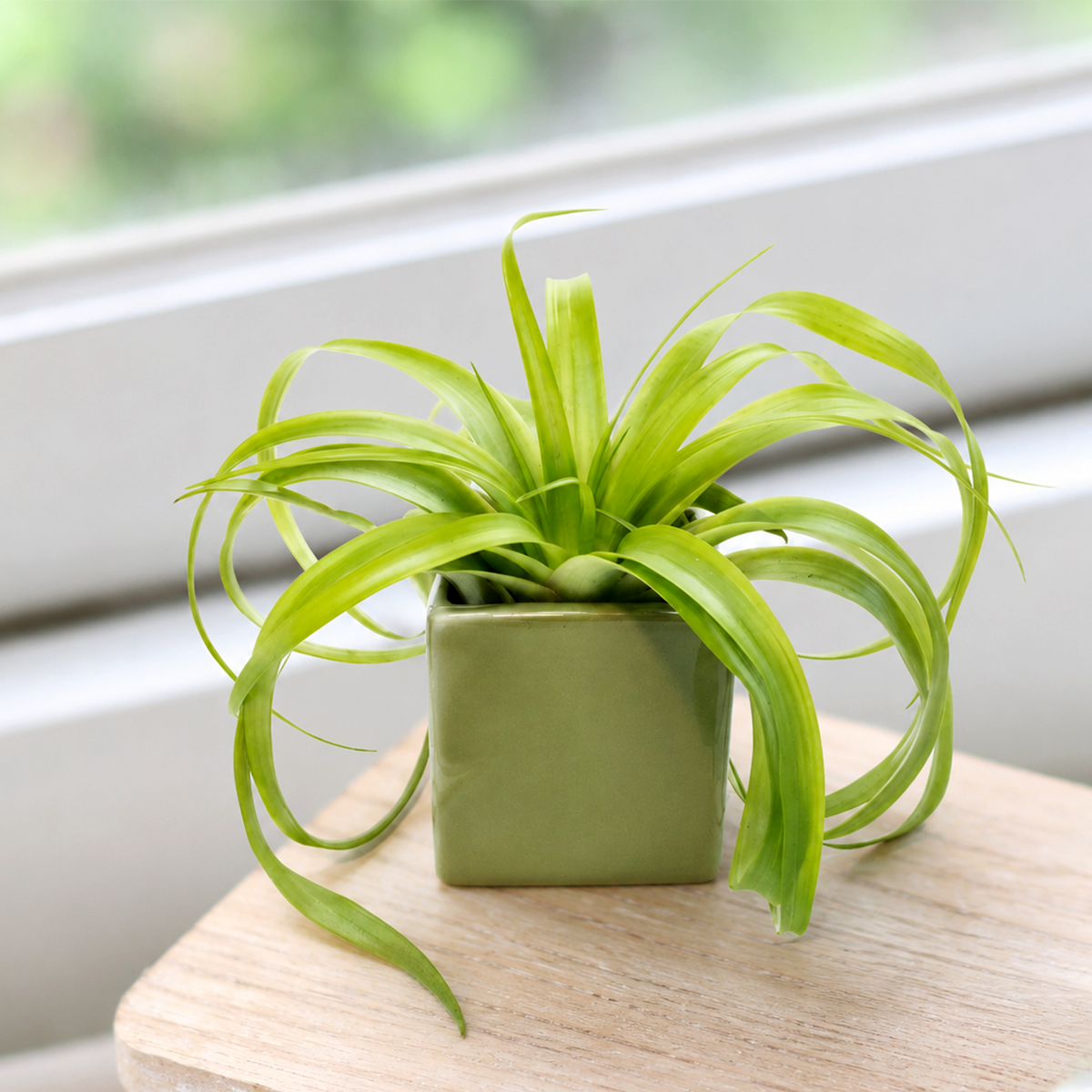 buy Assorted Large Tillandsia Air Plant with Avocado Green Ceramic Cube Container live air plant online, curly green foliage, smooth sculptural leaves, upright compact rosette form, easy care no soil, modern desk accent, perfect housewarming gift