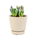 indoor succulents, rare succulents, rare succulents for sale, unique succulents, buy succulents online, rare succulent, succulent shop, unusual succulents, succulent store, succulents online