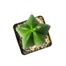 Myrtillocactus geometrizans care, monthly succulents, how to grow succulents, succulents shop in California, succulent subscription, succulents garden, succulent care guide, cactus, Succulents, Cactus Myrtle in California, How to grow Cactus Myrtle, cactus, cactus succulent, succulent cactus, cacti, cactus and succulents, succulents box, succulent shop, buy succulents online
