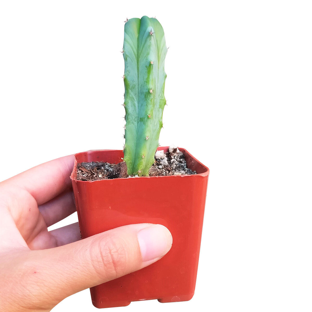 blue candle succulent Blue Candle Cactus - Myrtillocactus Geometrizans - Live Plant as Gift