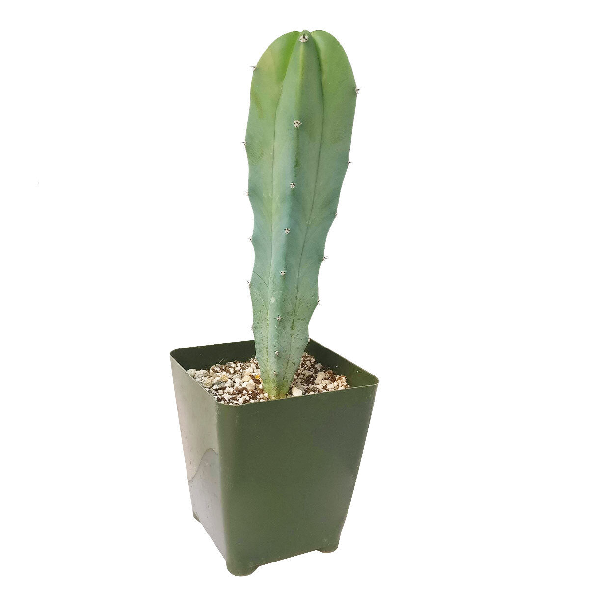 Myrtillocactus geometrizans care, monthly succulents, how to grow succulents, succulents shop in California, succulent subscription, succulents garden, succulent care guide, cactus, Succulents, Cactus Myrtle in California, How to grow Cactus Myrtle, cactus, cactus succulent, succulent cactus, cacti, cactus and succulents, succulents box, succulent shop, buy succulents online