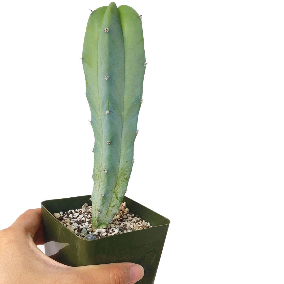 blue candle succulent Blue Candle Cactus - Myrtillocactus Geometrizans - Live Plant as Gift