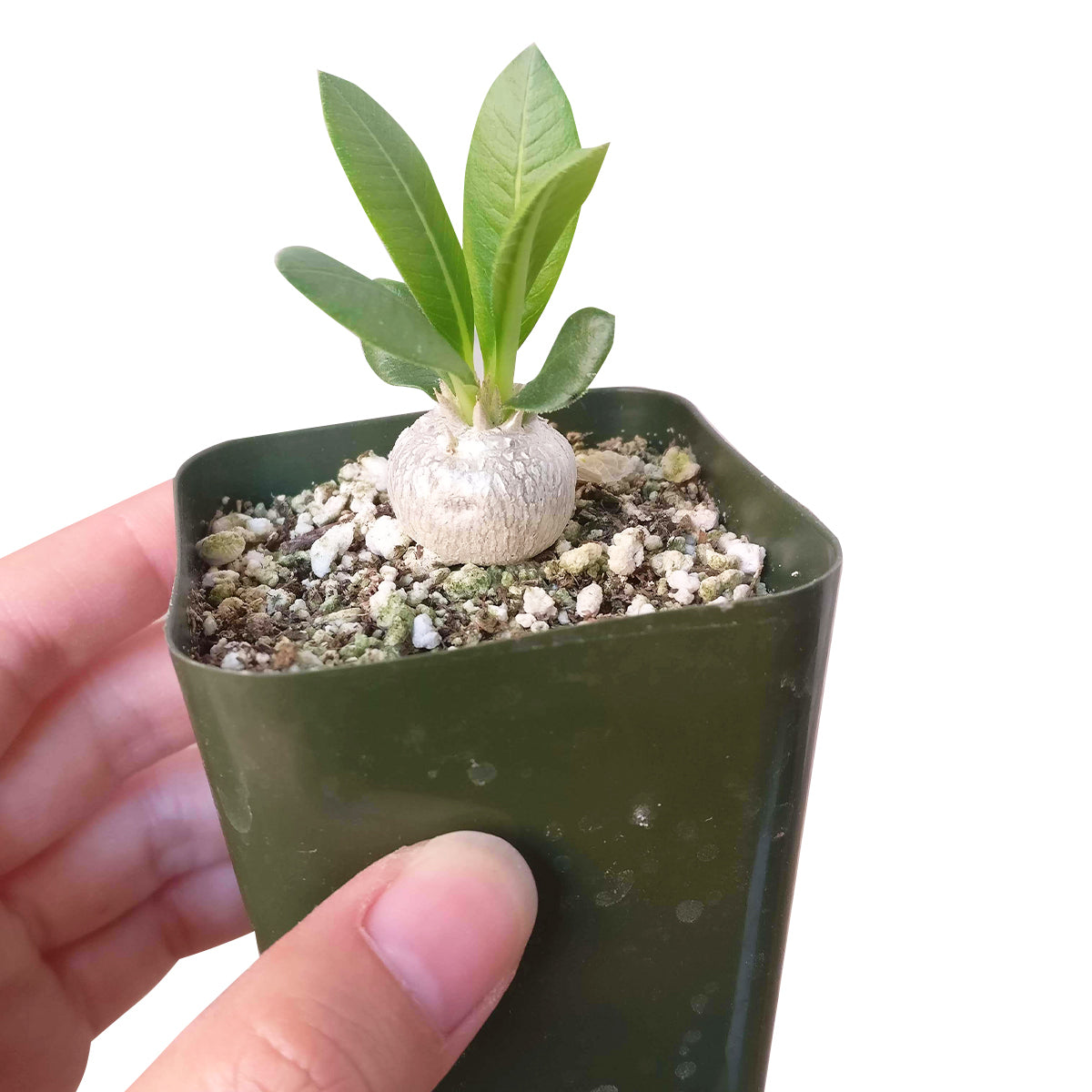 Pachypodium Brevicaule for Sale | Succulent Care - Succulents Box