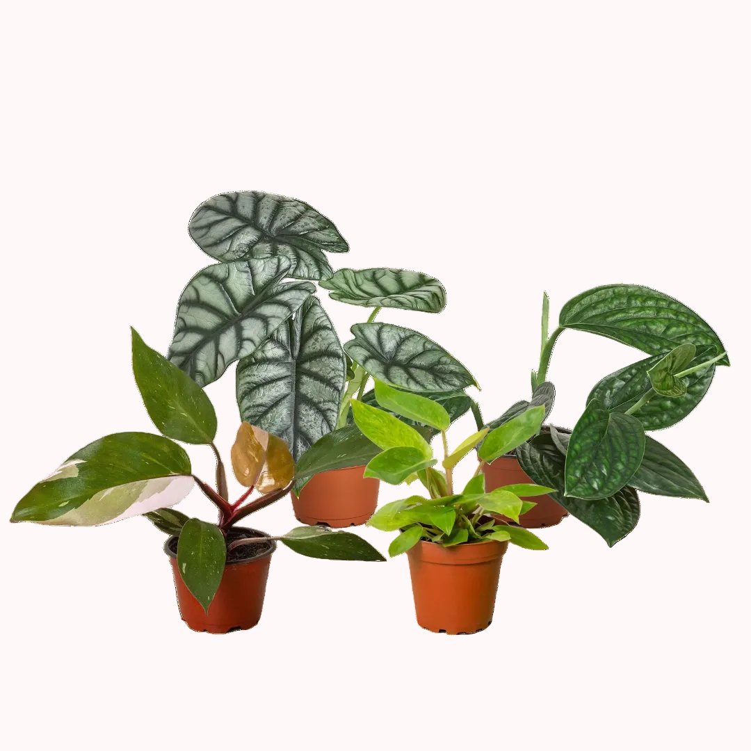 rare plant bundle, 4 inch rare plants for sale, buy live rare plants online, rare indoor houseplants