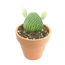  succulent care guide, succulent care tips, succulent plant, succulent care, Succulents shop near me, how to grow succulents, succulents shop in California, cactus, cactus succulent