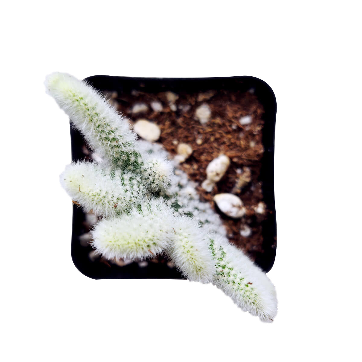 Opuntia microdasys, Bunny Ear Cactus in California, how to grow Angel's Wing cactus, succulents, cactus, indoor succulents, succulents garden, succulent subscription, monthly succulents, succulent care guide, succulent care tips, succulent plant, succulent care, Succulents shop near me, how to grow succulents, succulents shop in California, cactus, cactus succulent, succulent cactus, cacti, cactus and succulents, succulents box, succulent shop, buy succulents online