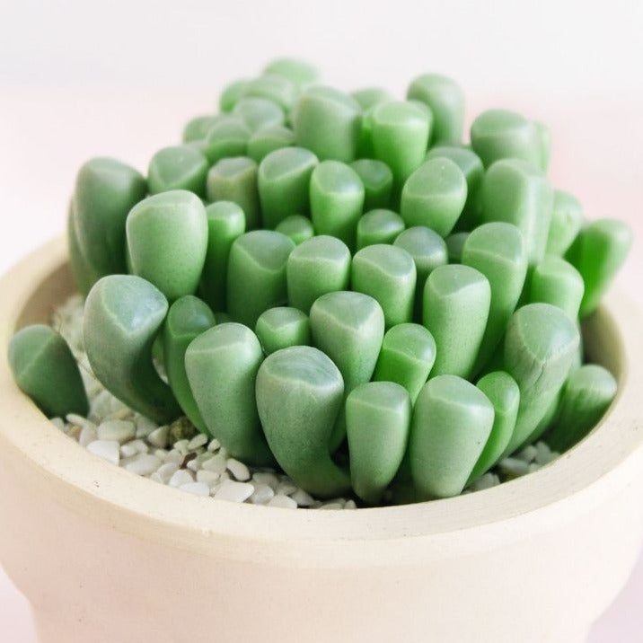 succulent that looks like toes Baby Toes