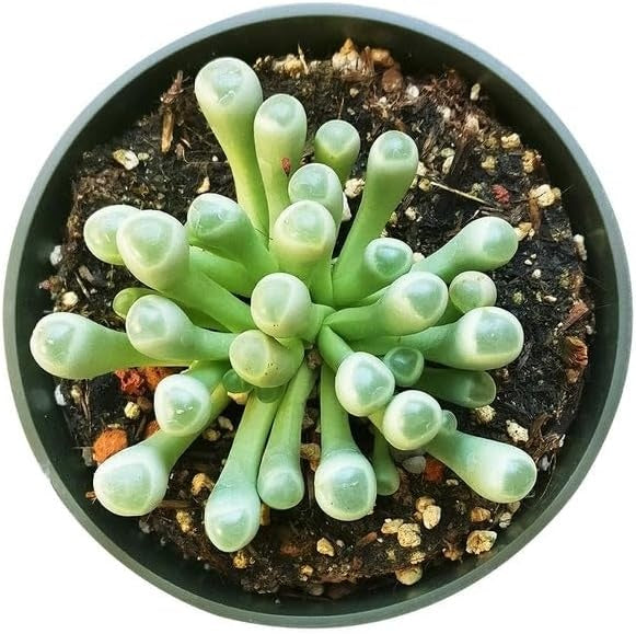 4 inch Baby Toes succulent nursery pot for sale, cute Baby Toes succulent gift for plant lovers, unique 4 inch live plant gift ideas