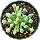 where to buy Baby Toes succulent online, rare Fenestraria rhopalophylla baby toes for sale, funny shape succulent gift Fenestraria rhopalophylla
