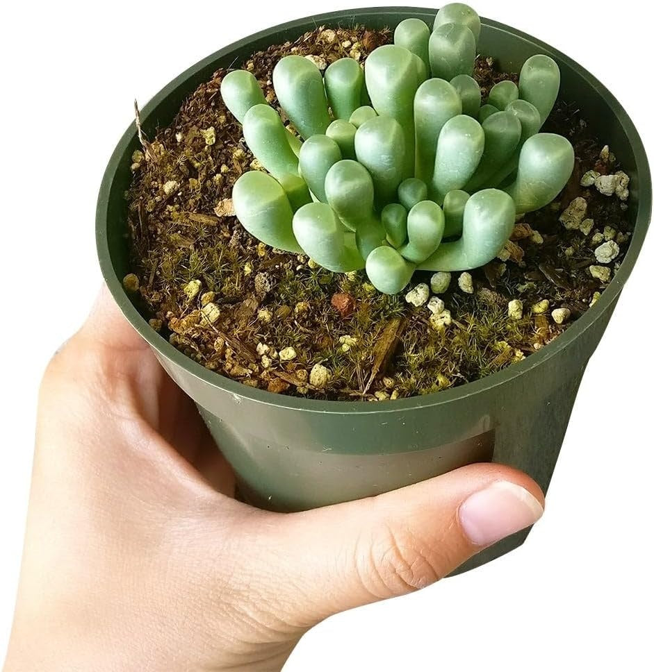 where to buy Baby Toes succulent online, rare Fenestraria rhopalophylla baby toes for sale, funny shape succulent gift Fenestraria rhopalophylla