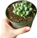 where to buy Baby Toes succulent online, rare Fenestraria rhopalophylla baby toes for sale, funny shape succulent gift Fenestraria rhopalophylla