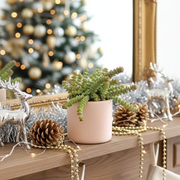 Crassula Baby Necklace