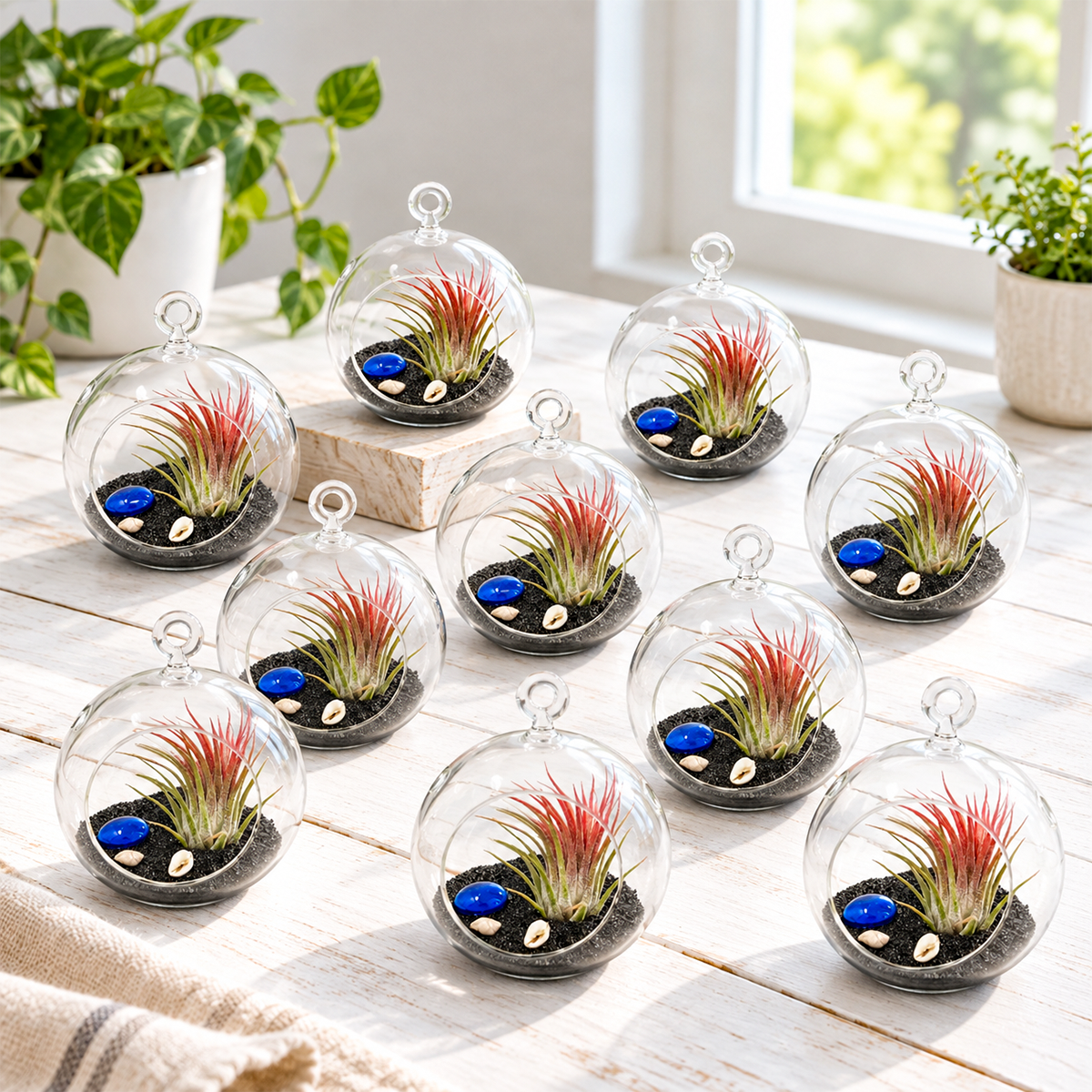 ten clear flat-bottom glass globes arranged in rows, each filled with black sand and displaying a tillandsia ionantha air plant, styled as a cohesive gift set on a neutral surface
