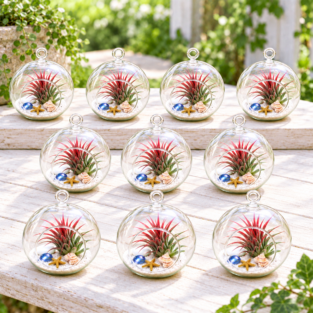 ten glass globe terrariums filled with white sand and small living tillandsia ionantha air plants, arranged in a gift set display