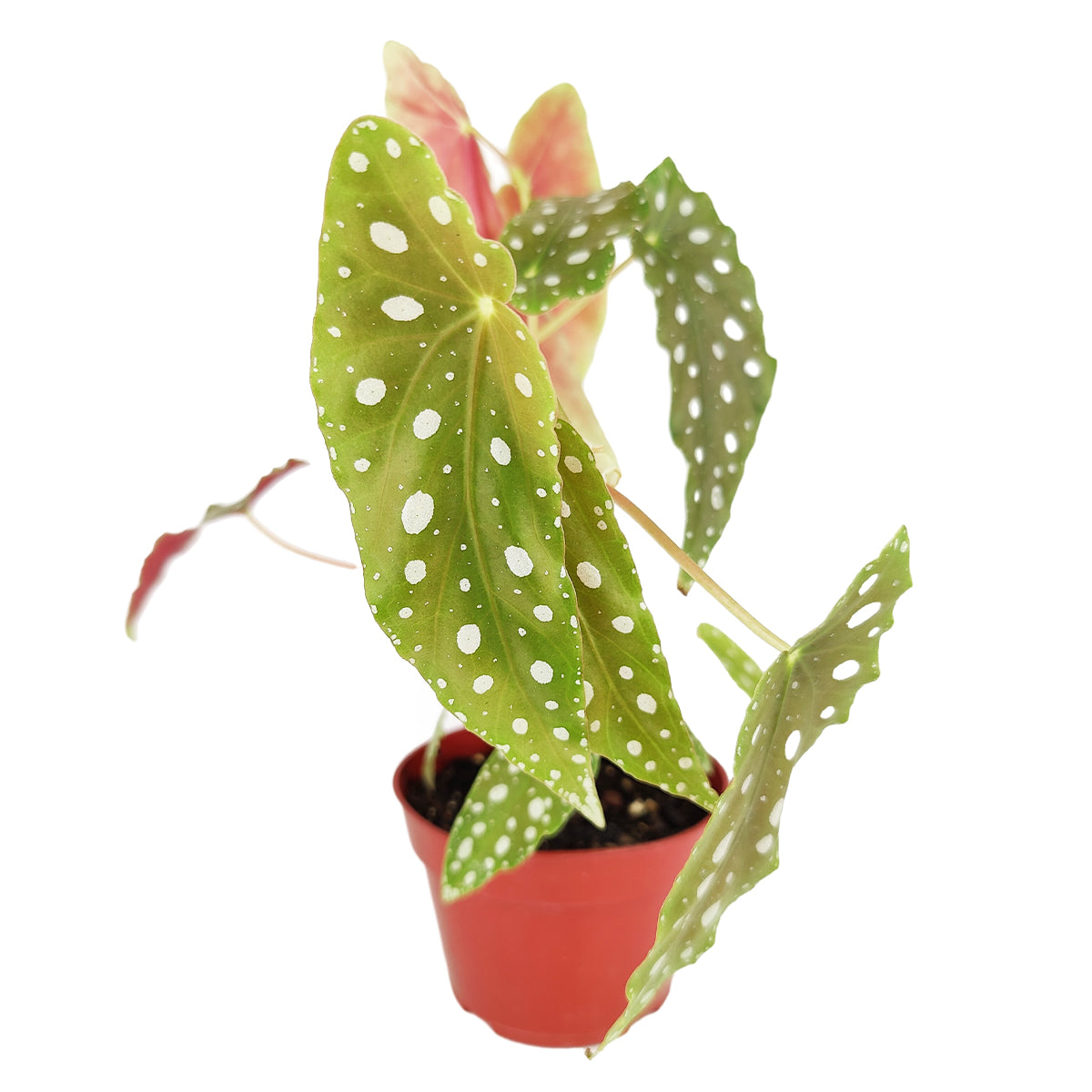 polka dot begonia moss pole Begonia Maculata Polka Dot, RARE Houseplant for Sale Online 6" Pot by Succulents Box