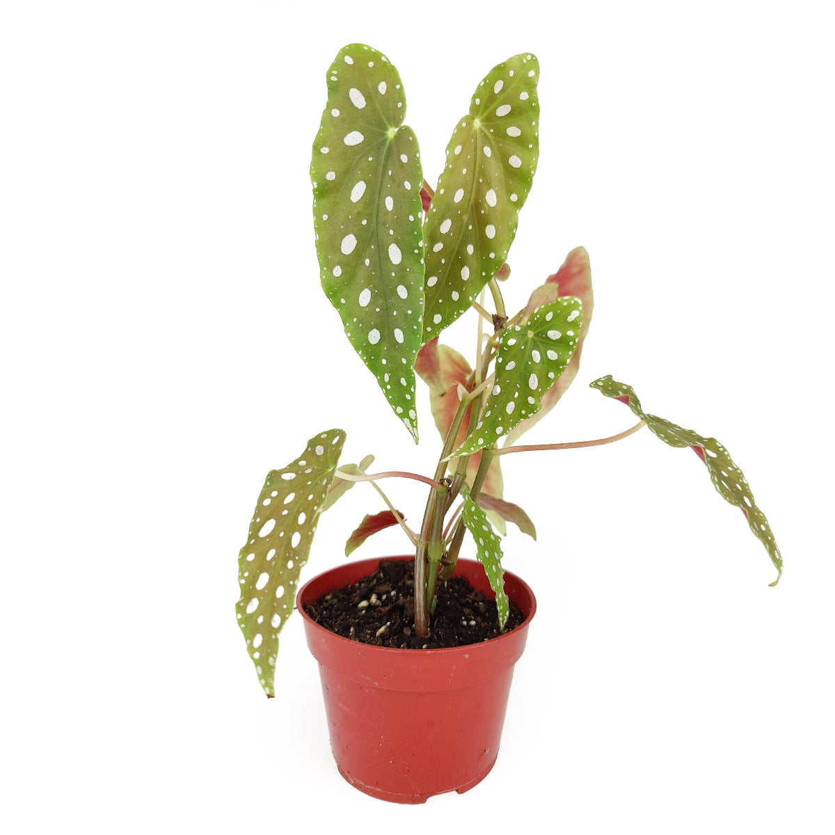 Begonia Maculata, Polka Dot Begonia, Angel Wing Plant, Spotted Begonia, Colorful Foliage Houseplant, angel wing-shaped plants, how to care for Begonia Maculata