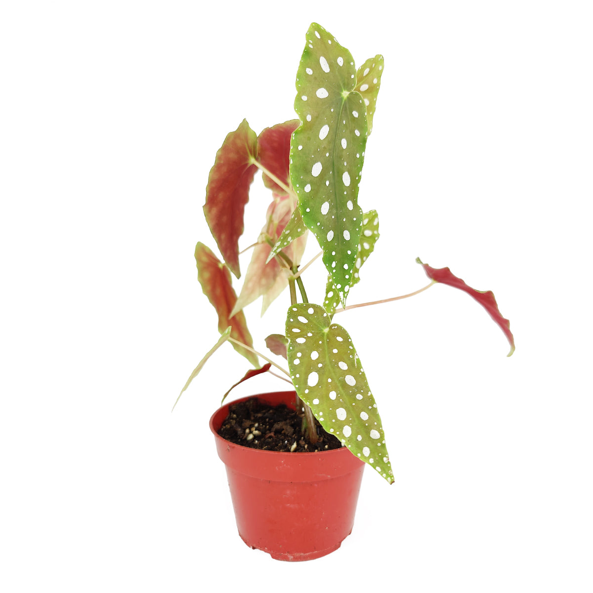 Begonia Maculata, Polka Dot Begonia, Angel Wing Plant, Spotted Begonia, Colorful Foliage Houseplant, angel wing-shaped plants, Care Tips for Growring Polka Dot Begonia, best place to buy indoor plants online
