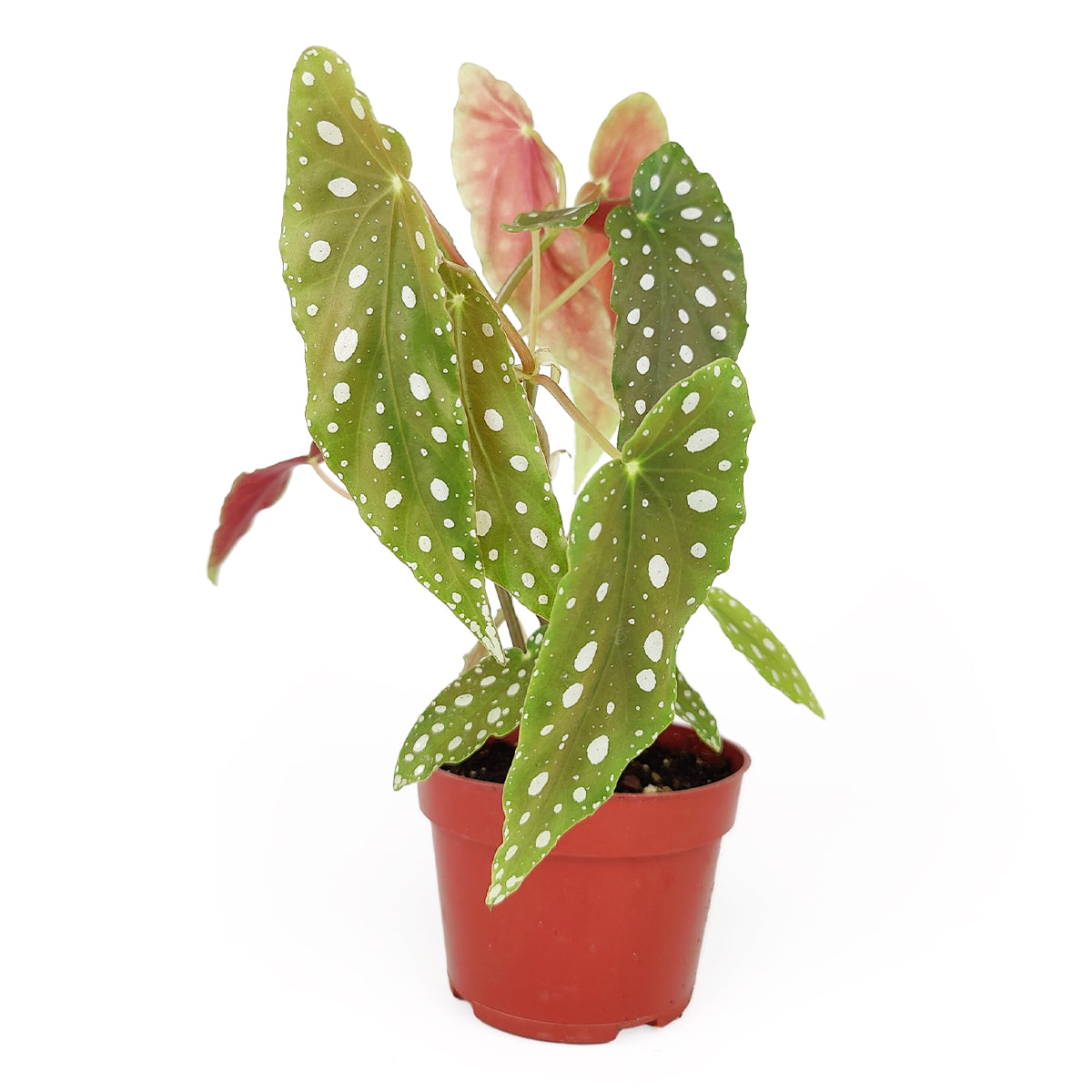 spotted house plant Begonia Maculata Polka Dot, RARE Houseplant for Sale Online 6" Pot by Succulents Box