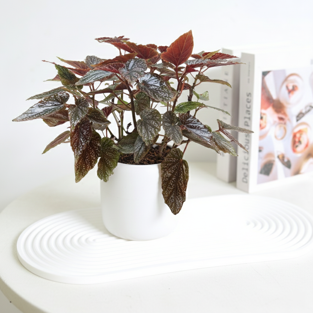 6 inch Begonia 'Corallina' in decorative white pot, unique leaves indoor plants, Begonia live plants for sale