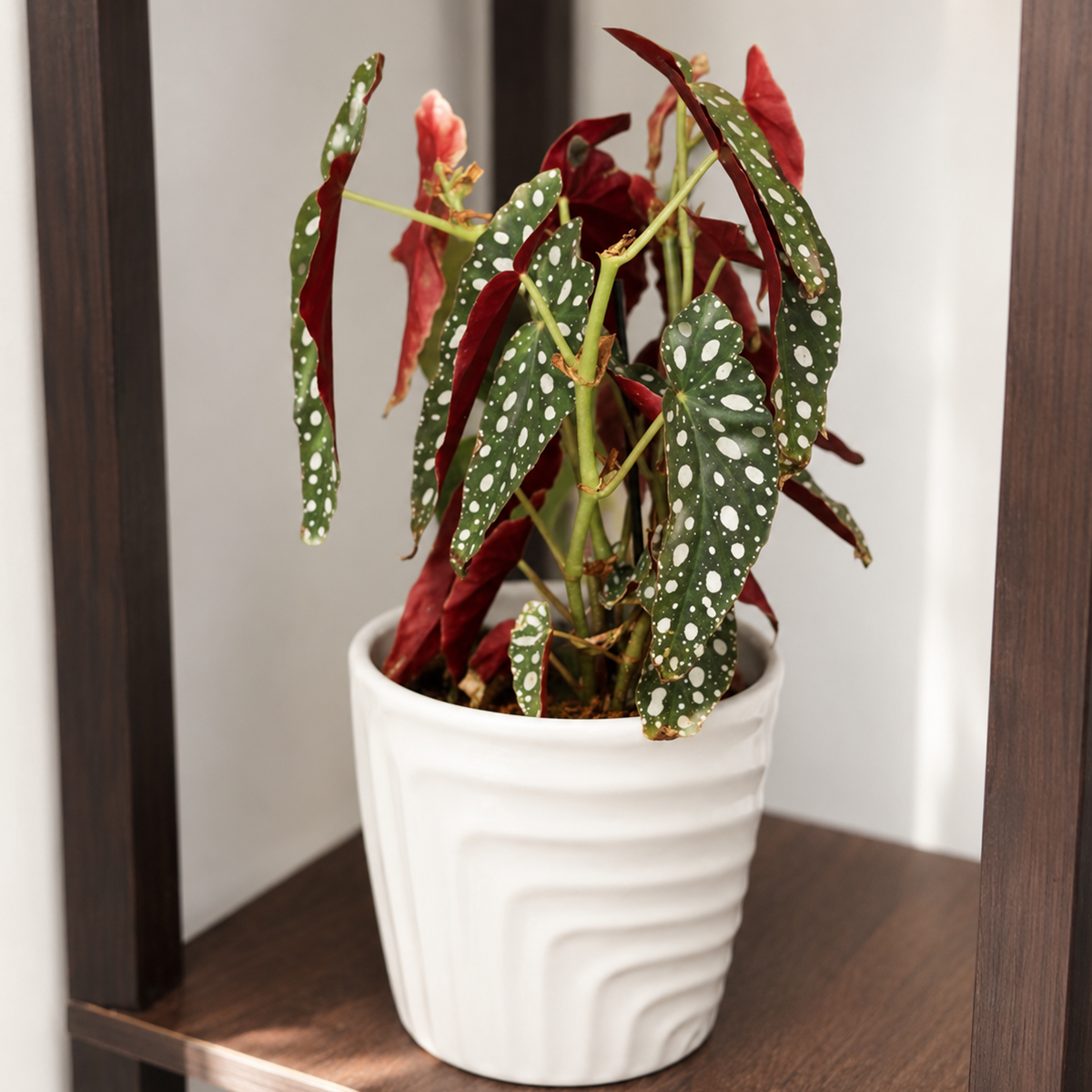 Buy Begonia Maculata 6 inch online. Begonia Maculata is a striking houseplant known for its dark green leaves decorated with silvery white spots and rich burgundy undersides. It grows best in bright, indirect light with well-draining soil and moderate humidity. This eye-catching plant is perfect for adding bold texture and tropical charm to homes and indoor plant collections.
