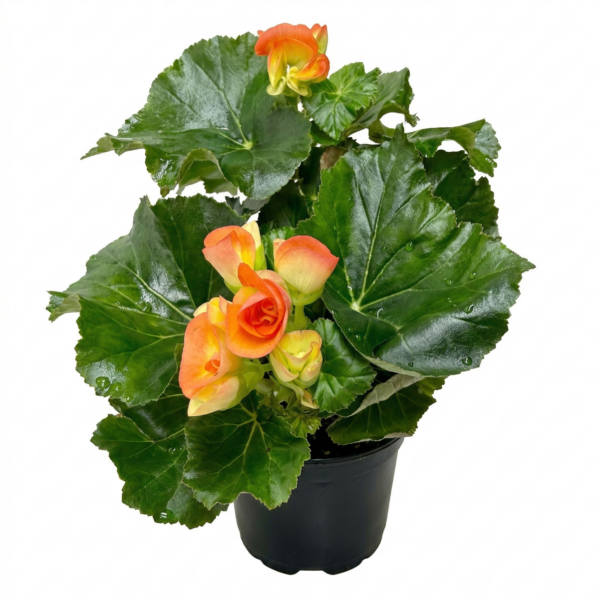 Buy 6 inch Begonia ‘Rieger’ live houseplant online, Begonia Rieger compact ornamental flowering plant, Begonia Rieger indoor care for beginners, blooming houseplant gift for birthdays and occasions