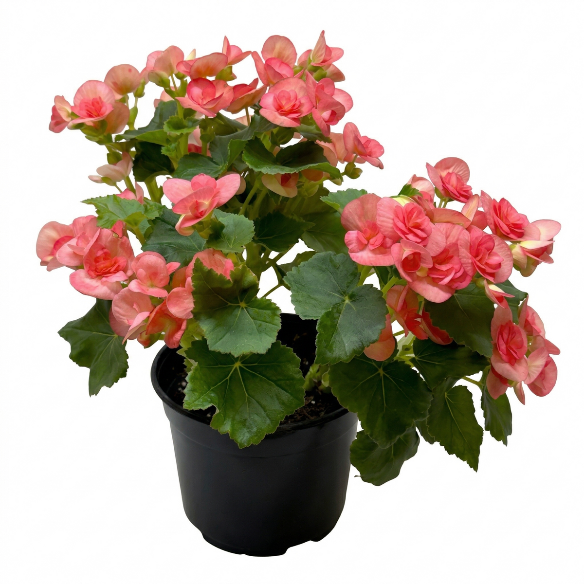 6 inch Begonia ‘Rieger’ live houseplant for sale, Begonia Rieger decorative gift plant, compact flowering plant for desk decor, Begonia Rieger brightens indoor spaces
