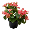 6 inch Begonia ‘Rieger’ live houseplant for sale, Begonia Rieger decorative gift plant, compact flowering plant for desk decor, Begonia Rieger brightens indoor spaces