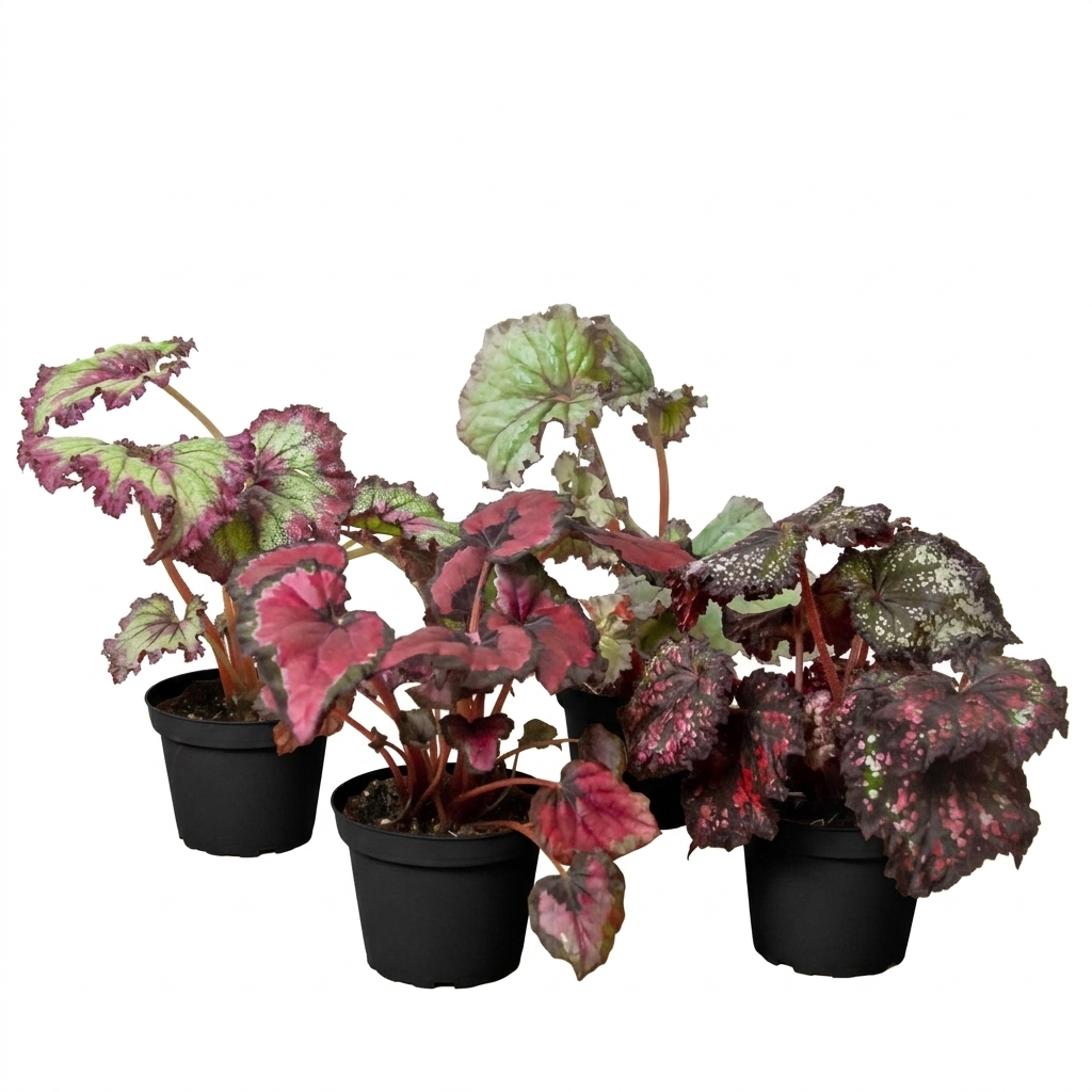 begonia house plants for sale Begonia Rex 4-Pack Variety | Colorful Painted-Leaf Begonia Collection