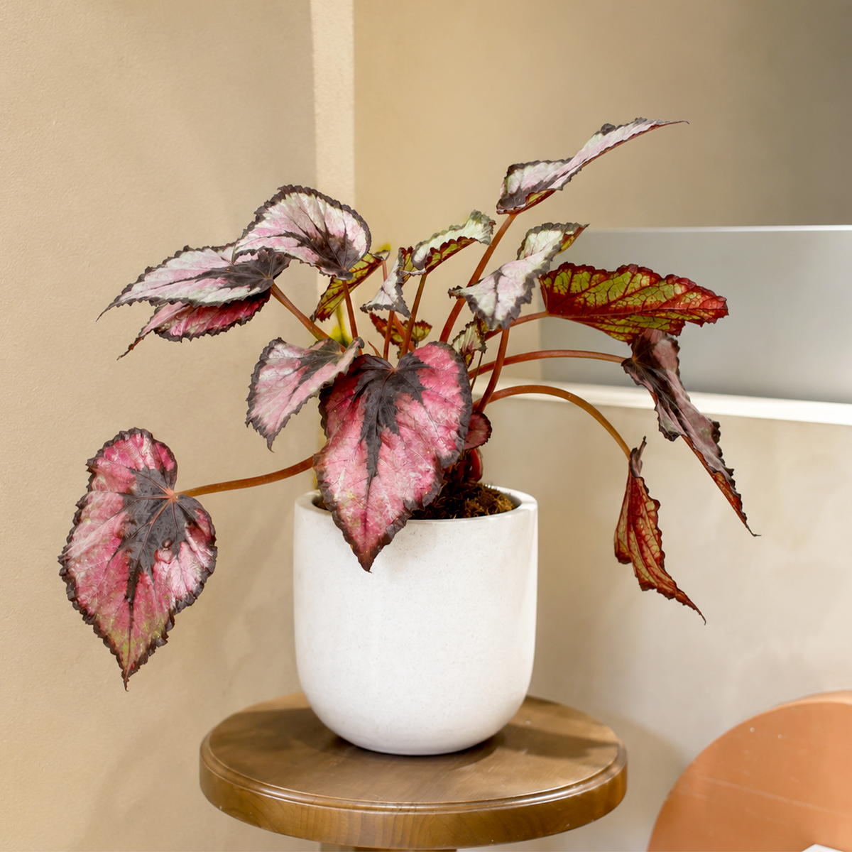 Buy Begonia 'Rex' 4 inch online. Begonia 'Rex' is a stunning houseplant prized for its vibrant, colorful foliage and striking leaf patterns that make it a standout in any indoor plant collection. It thrives in bright, indirect light with well-draining soil and enjoys consistent moisture and moderate humidity. This beautiful indoor plant is perfect for homes, offices, or anyone looking to add bold texture and color to their space.