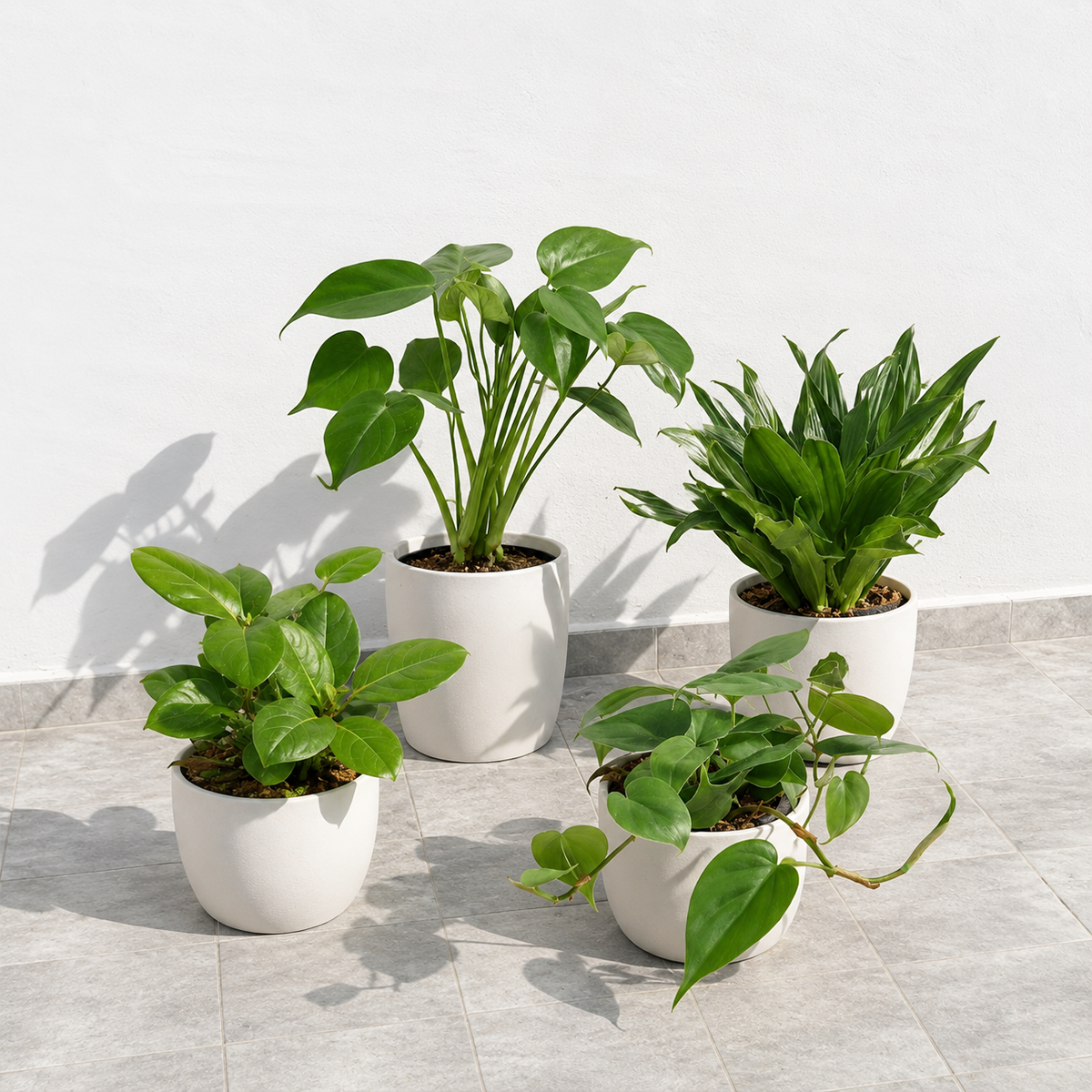 Buy Best Selling Bundle 6 inch online. This bundle includes a curated assortment of best-selling indoor plants that bring texture and lush greenery to any room. These easy-care plants thrive with bright, indirect light and routine watering. It is an excellent choice for gifting or creating a beautiful indoor plant display.