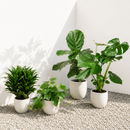 4 inch Best Selling Bundle for sale. This collection features a selection of customer-favorite houseplants chosen for their beauty and easy care. Each plant adds vibrant greenery and natural charm to homes, offices, or indoor spaces. The bundle is perfect for beginners, plant enthusiasts, or anyone looking to expand their plant collection.