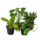 Buy 3 inch / 4 inch / 6 inch Best Selling Bundle live house plant online, petite indoor greenery plant with geometric leaf pattern gift-ready, unique houseplant gift idea for plant collectors