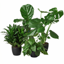 Buy 3 inch / 4 inch / 6 inch Best Selling Bundle live house plant online, petite indoor greenery plant with geometric leaf pattern gift-ready, unique houseplant gift idea for plant collectors